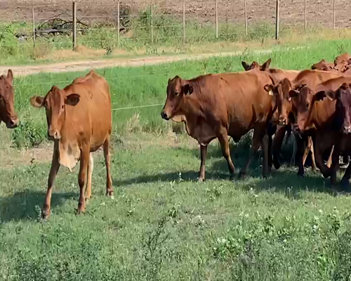 Lote 50 Vacas nuevas en El Colorado, Formosa
