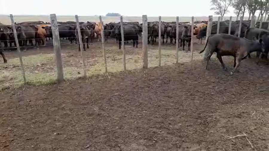 Lote 36 Terneros/as en Buenos Aires, Benito Juárez