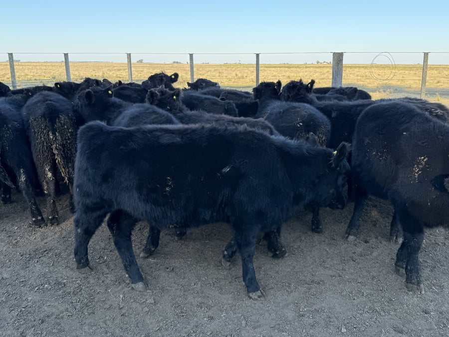 Lote 25 Terneros/as en Buenos Aires, Tres Arroyos