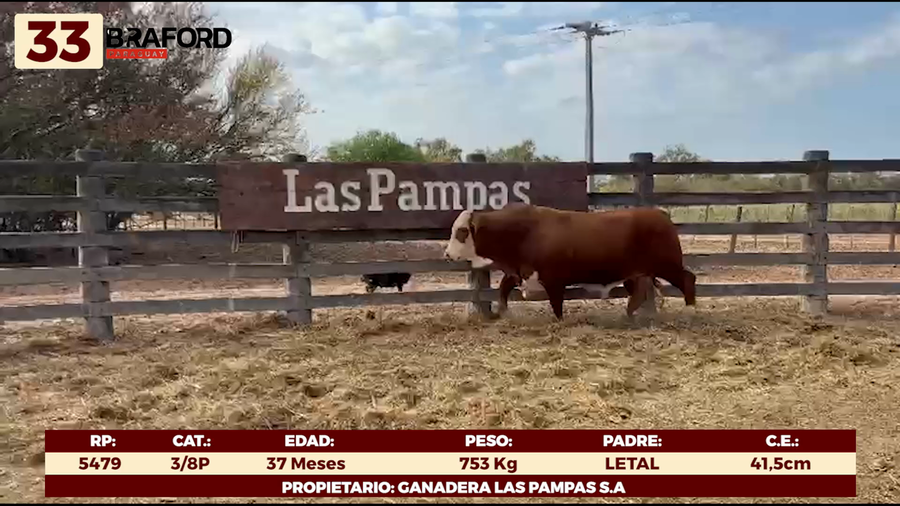 Lote LOTE 33 - TOROS DE CAMPO