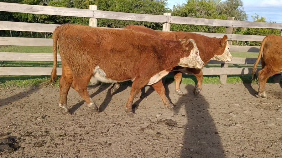 Lote Birriel Hnos y Asociados