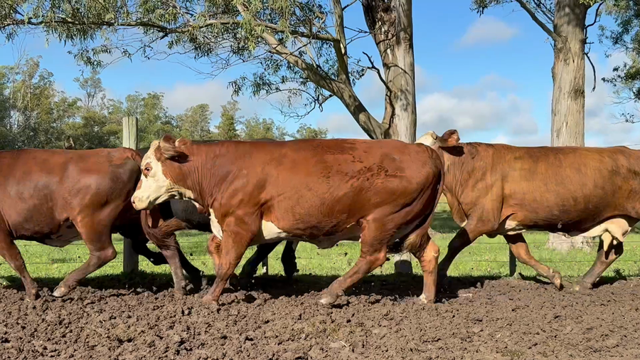 Lote 21 Vaca Consumo