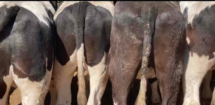 Lote 20 Novillo Gordo en Melipilla, Región Metropolitana