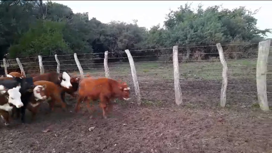 Lote 80 Terneros/as