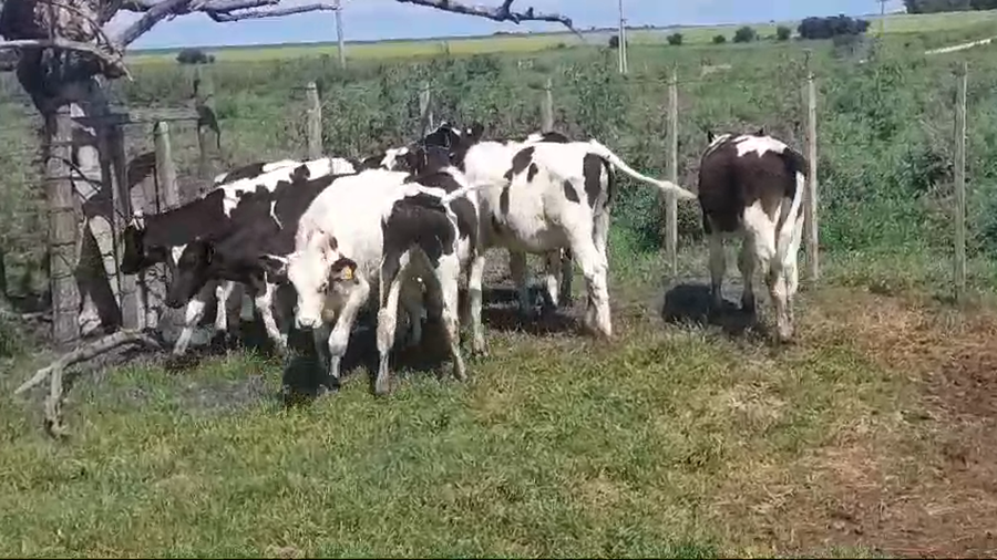 Lote (Vendido)8 Terneros Holando HOLANDO a remate en #50 Pantalla Carmelo 130kg -  en SANTA ROSA