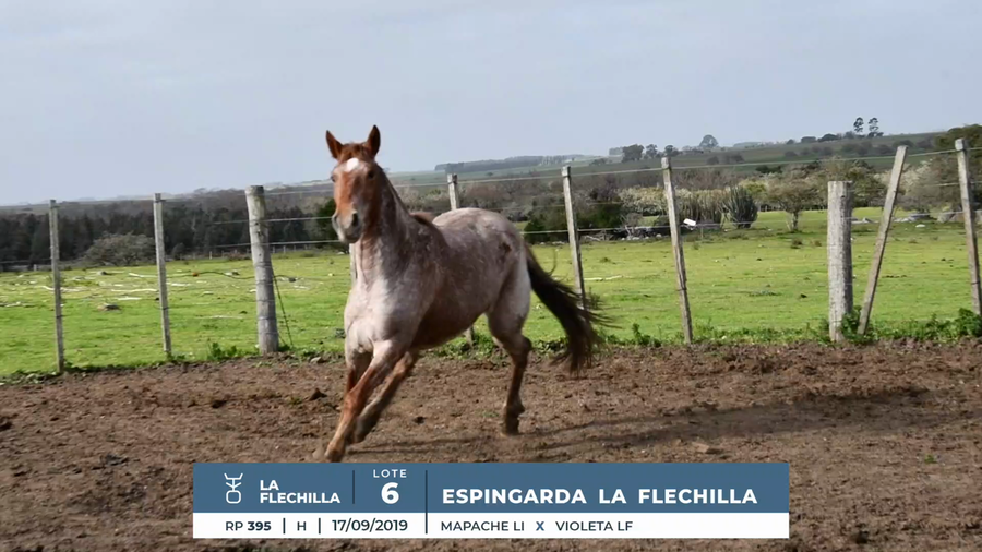 Lote ESPINGARDA LA FLECHILLA