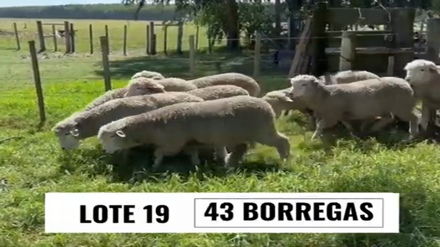 Lote Borregas