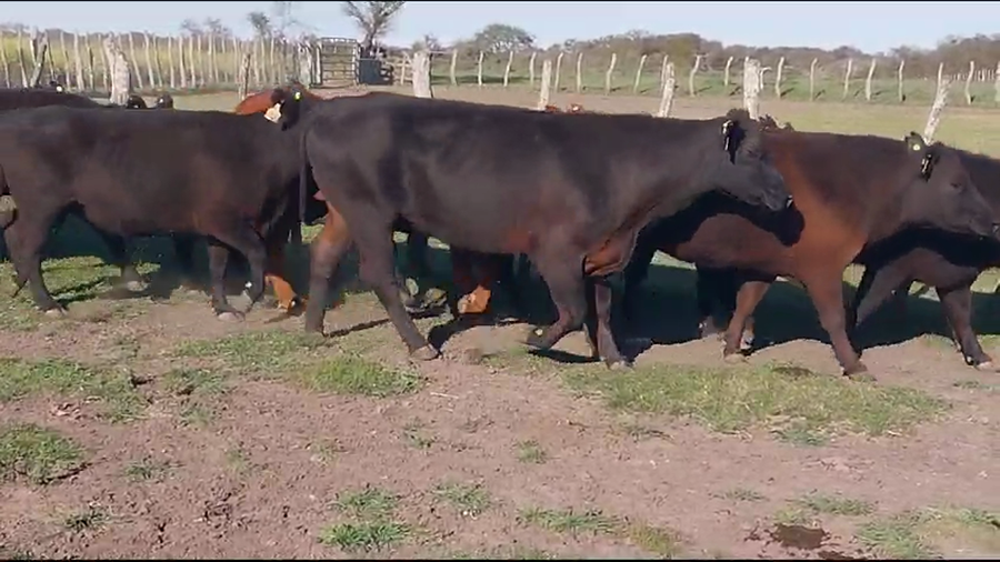 Lote 23 Vacas de invernar en Santa Elena, Entre Ríos