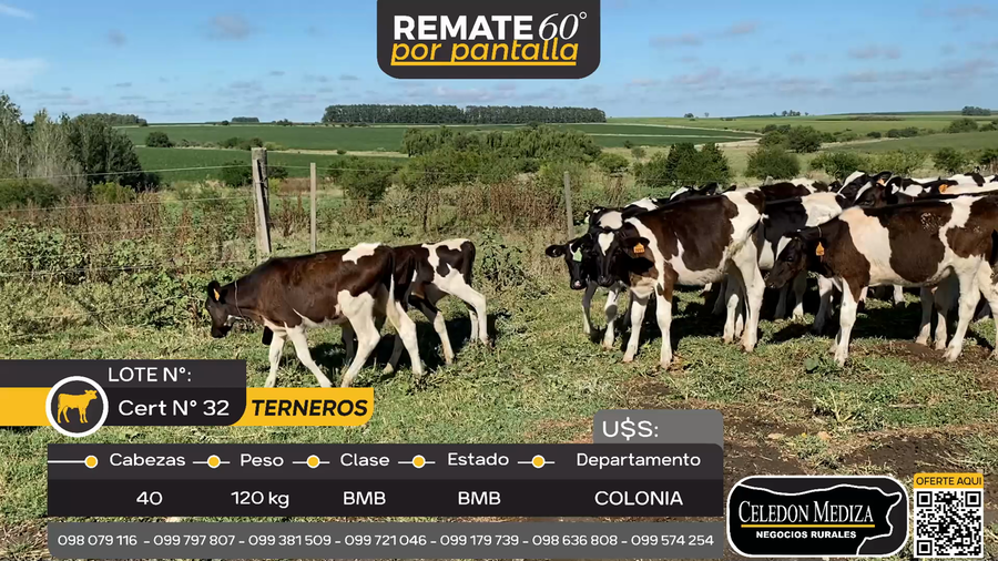 Lote 40 Terneros en Tarariras, Colonia