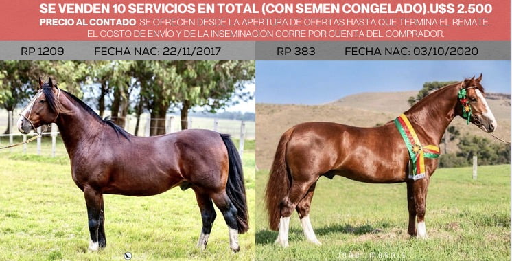 Lote 10 SERVICIOS DEL BASCO ENCUENTRO Y AMIGO DO TAMBORE