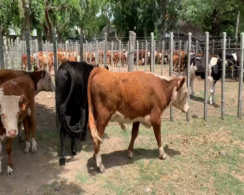 Lote 11 Terneros en Melo, Cerro Largo