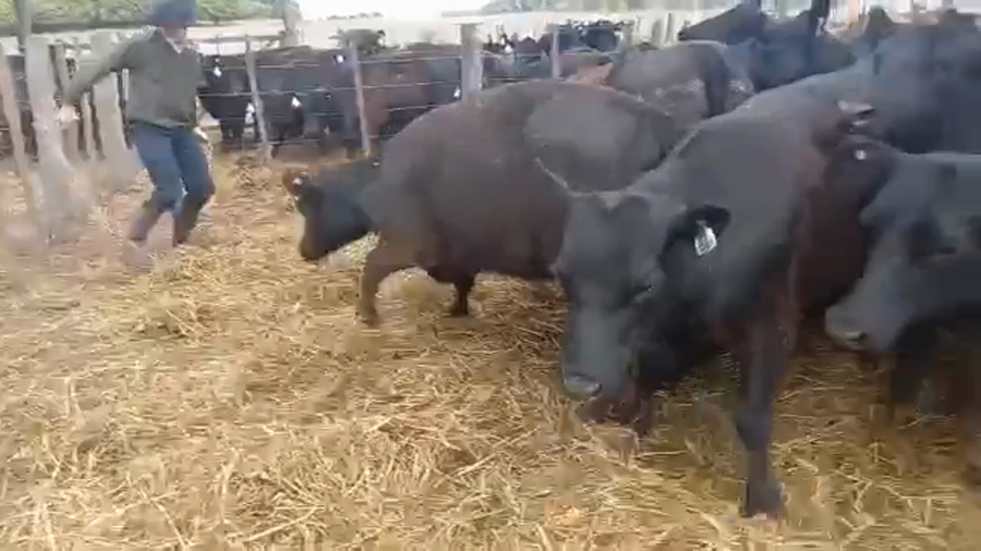 Lote "Corral 195 Vaq. Angus MAS y Generales Preñadas ""HARAS DE LA QUEBRADA"""