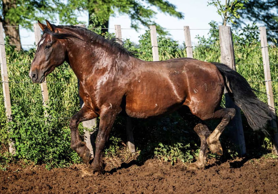 Lote TAÑIDO SUSPIRO