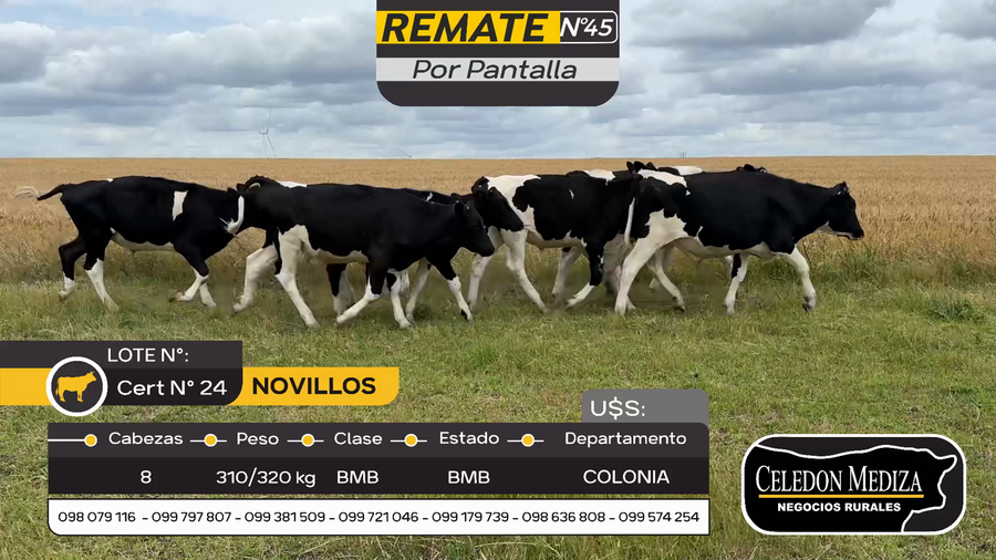 Lote 8 Novillos Holando en Artilleros, Colonia