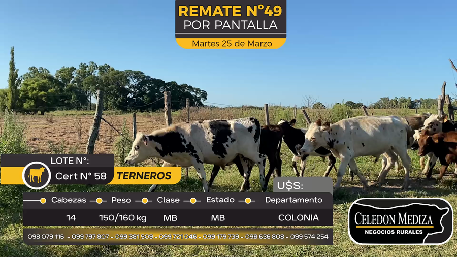 Lote 14 Terneros en La Horqueta, Colonia