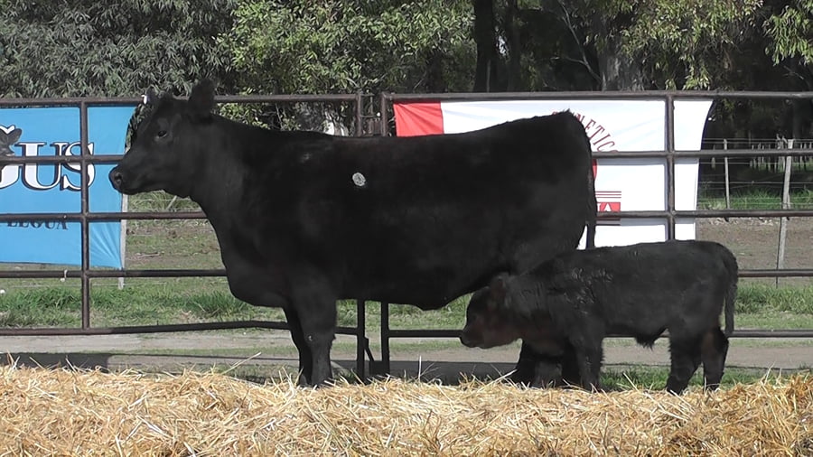 Lote VAQUILLONAS ANGUS  PP