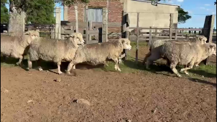 Lote OVEJAS PREÑADAS
