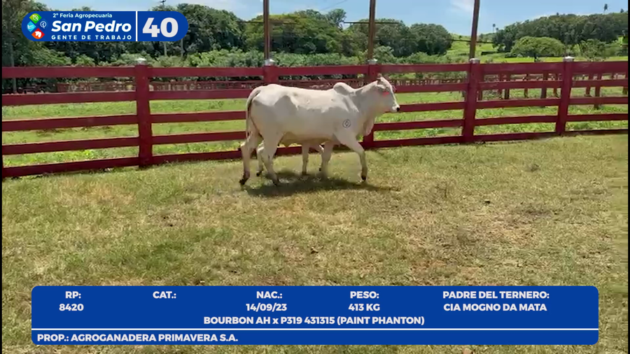 Lote LOTE 40- POR PANTALLA