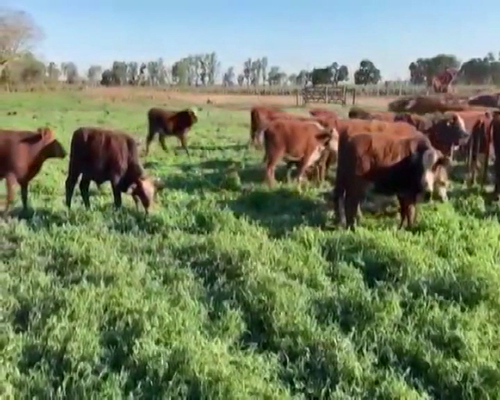 Lote 200 Terneros en El Colorado, Formosa