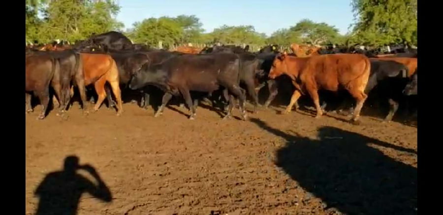 Lote 100 Novillos en Villaguay, Entre Ríos