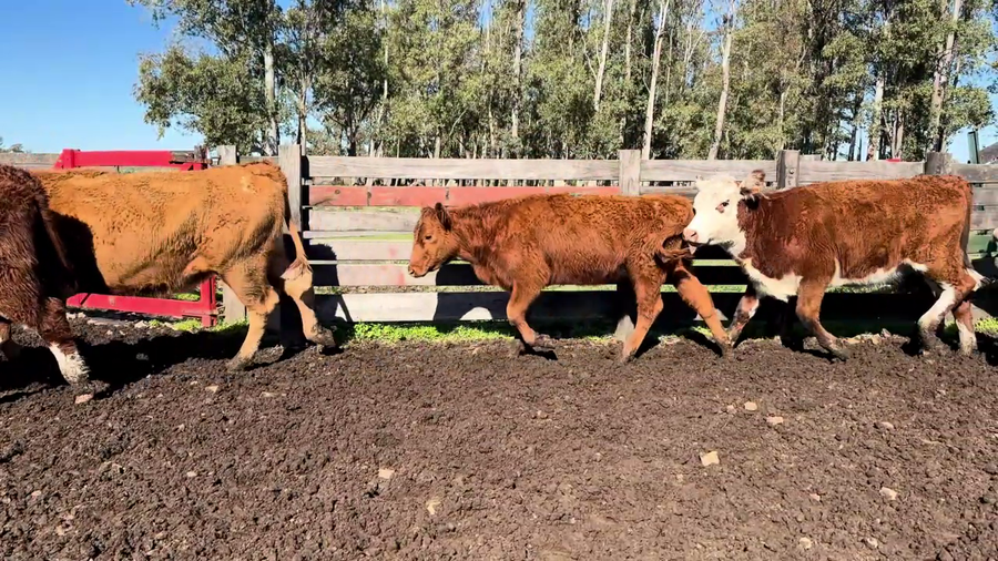 Lote VAQUILLONAS ENTORADAS