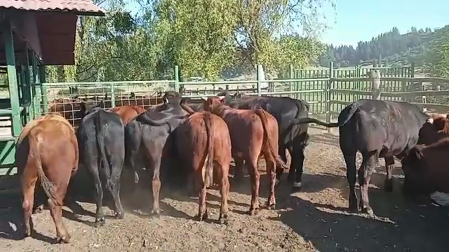 Lote 50 Novillo Engorda en Romeral, VII  Región Maule