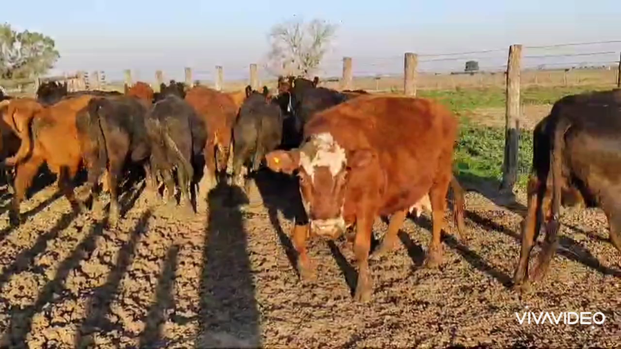 Lote 20 Vacas usadas preñadas en Brandsen, Buenos Aires