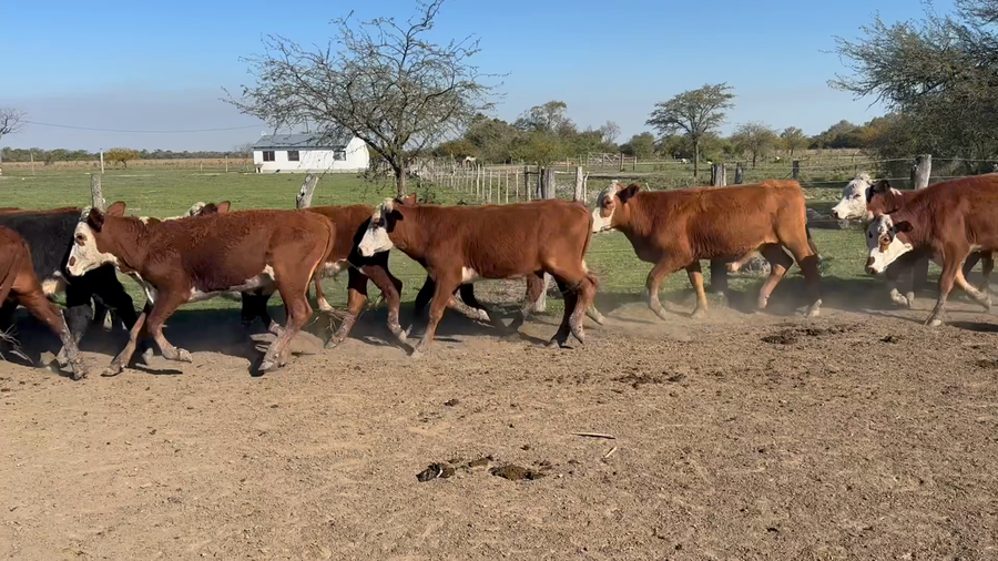 Lote 50 Novillitos