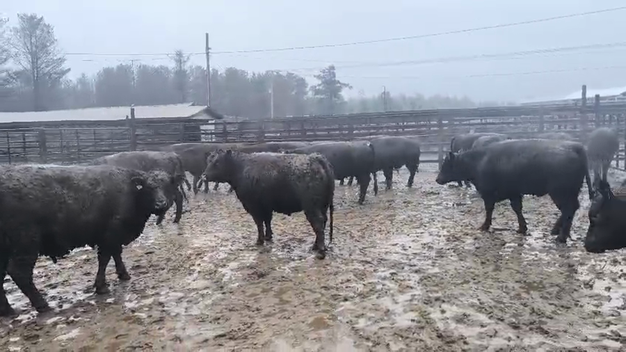 Lote 20 Vaquilla Gorda en Los Ángeles, VIII Región Biobío