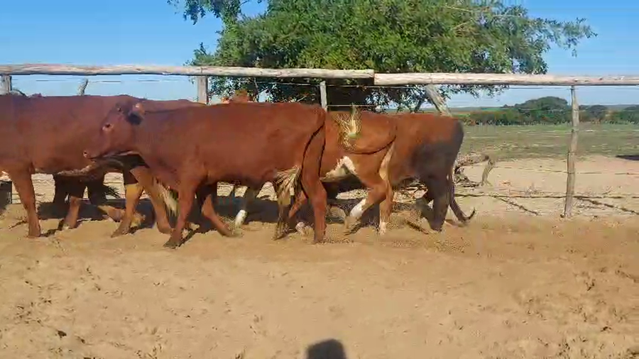 Lote 71 Novilos en Corrientes, Chavarría