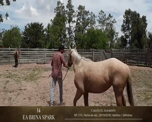 Lote Caballos a remate en 2da ESTA NOCHE BAYA, San José