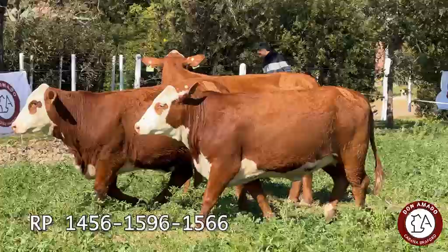 Lote Hembras Don Amado