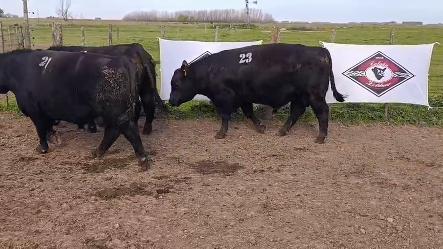 Lote Toros