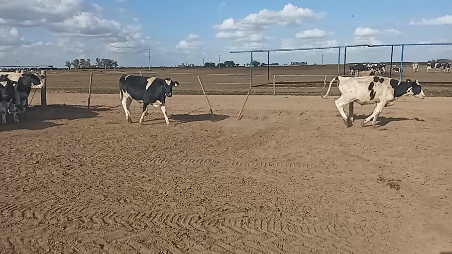 Lote 45 Novillitos en Saturnino M.Laspiur, Córdoba