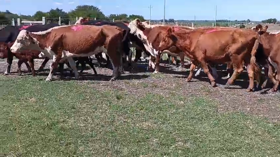 Lote 38 Piezas de cría a remate en Pantalla Camy - Aniversario 31 Años, San José