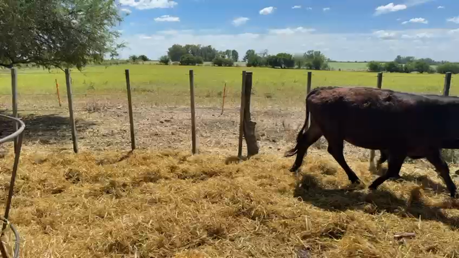 Lote VAQUILLONAS 1 a 2 AÑOS