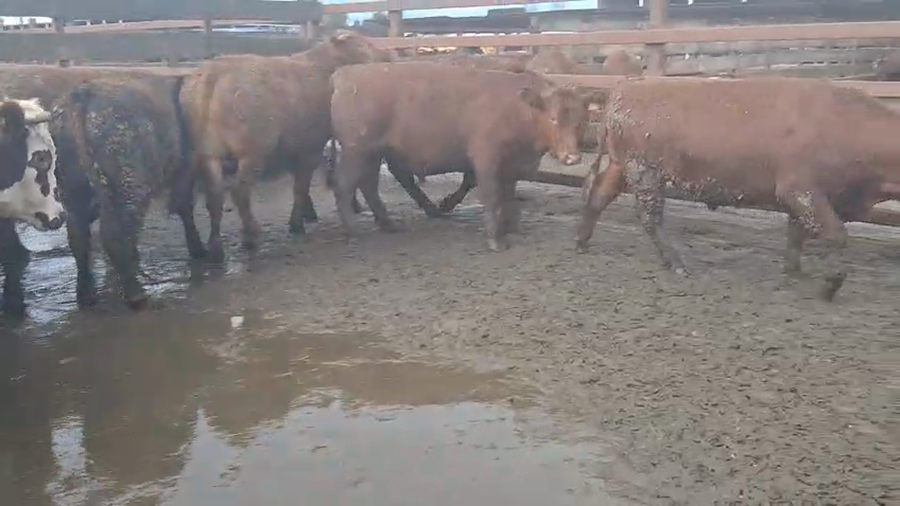Lote 20 Novillo Gordo en Los Ángeles, VIII Región Biobío