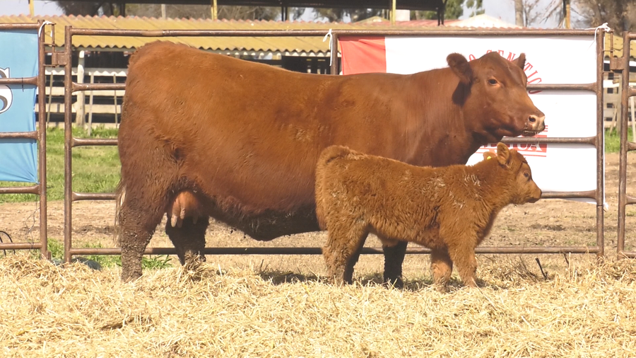 Lote VAQUILLONAS ANGUS  PP