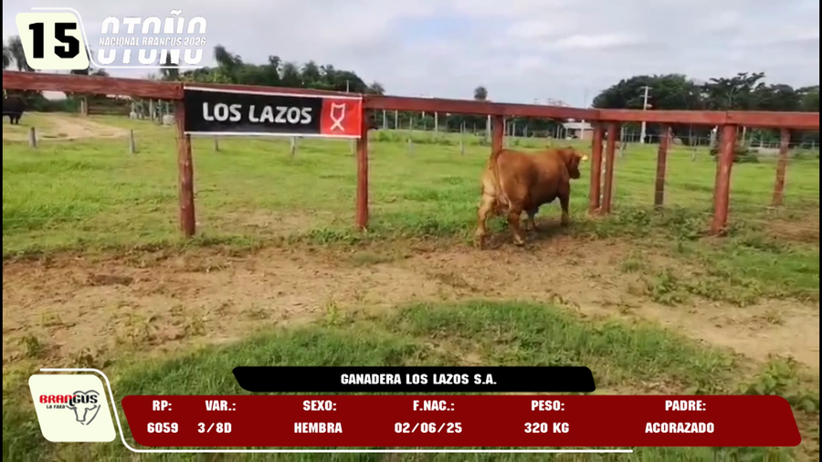 Lote LOTE 15 -DE JUNIOR