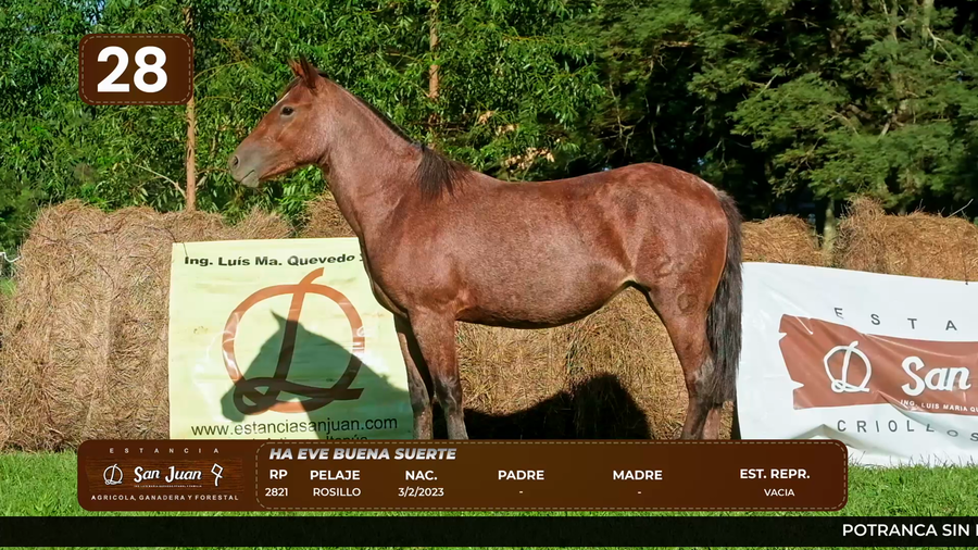 Lote LOTE 28
