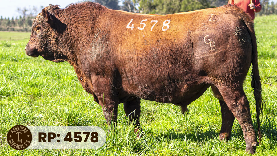 Lote RP 4578