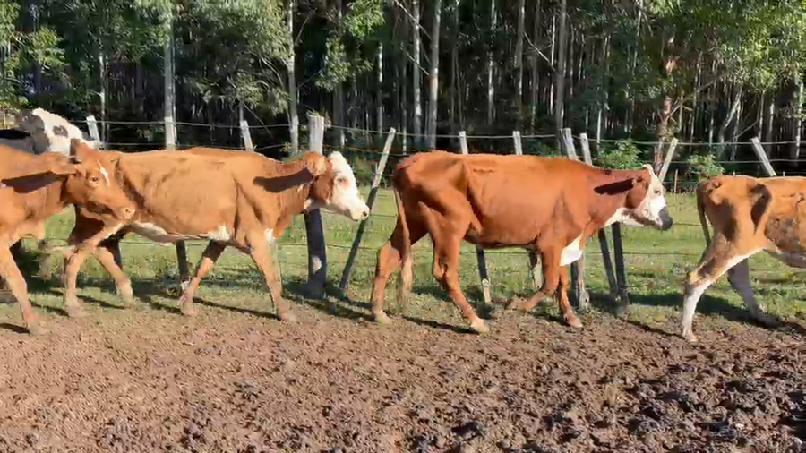 Lote 50 Vacas de invernar