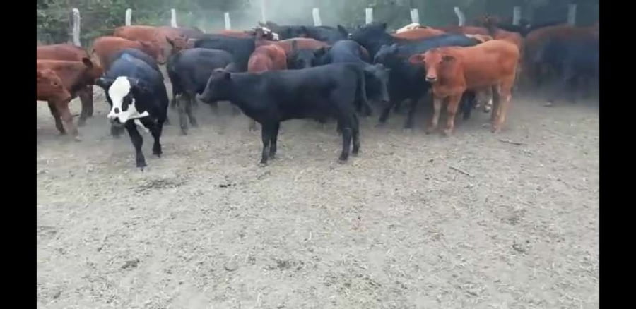 Lote 95 Terneros en Entre Ríos, Villaguay