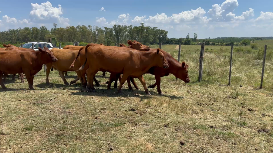 Lote 33 Vientres Preñados en San Antonio, Salto