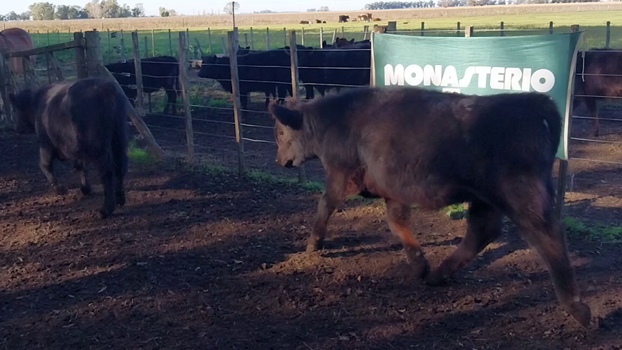Lote 31 Terneros en Buenos Aires, Huanguelen
