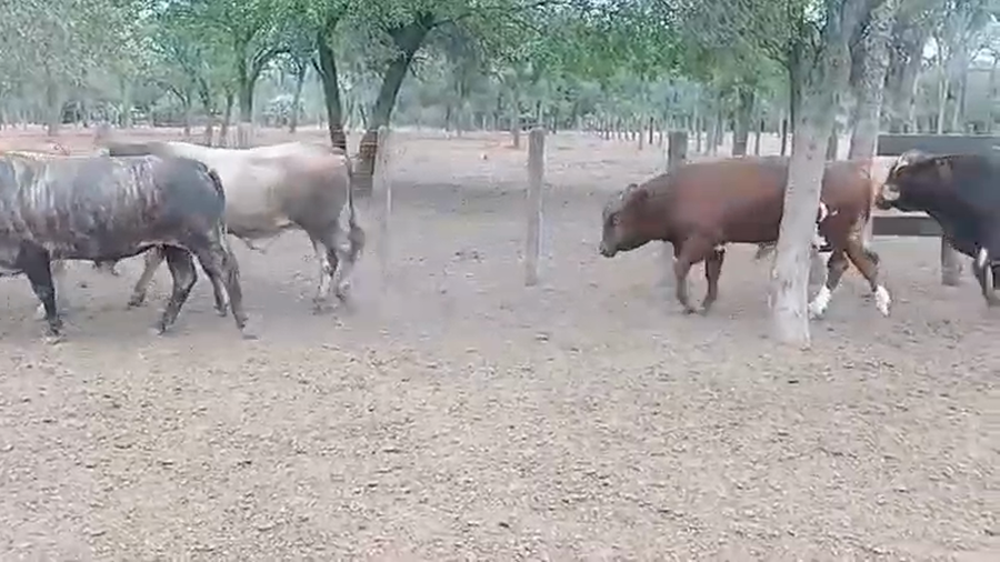 Lote 38 Toros en J.J. Castelli, Chaco