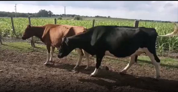 Lote 2 Vaca en San José