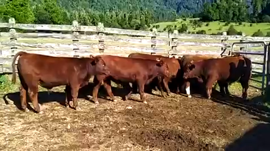 Lote 7 Ternero en Cisnes, XI Región Aysén