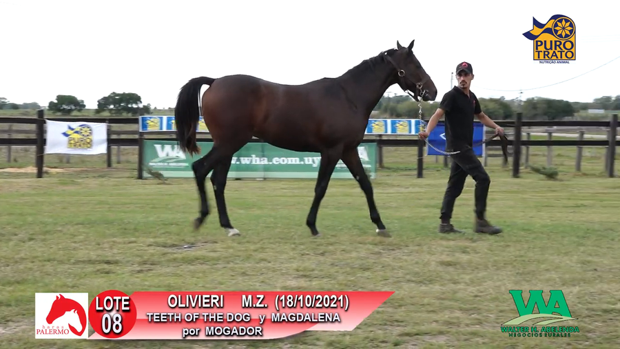 Lote OLIVIERI