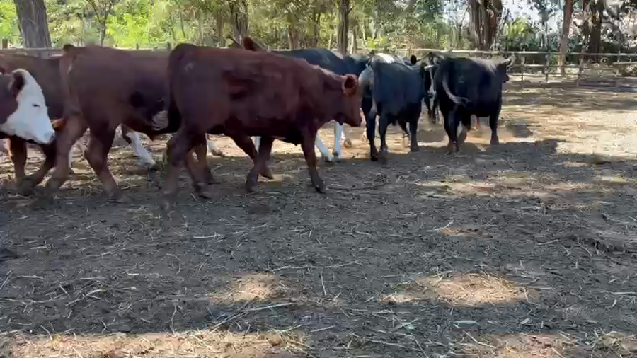 Lote 45 Novillo Gordo en Paine, Región Metropolitana
